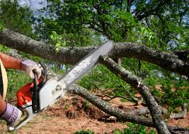 Best Tree Risk Assessment  in Belmont Estates, VA