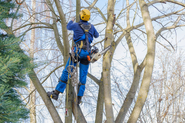 Best Tree Health Inspection  in Belmont Estates, VA