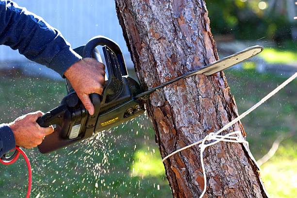 How Our Tree Care Process Works  in  Belmont Estates, VA