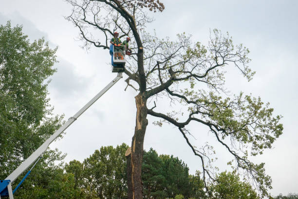 Best Arborist Consultation Services  in Belmont Estates, VA