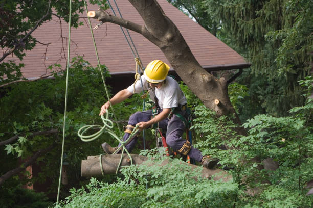 Belmont Estates, VA Tree Services Company